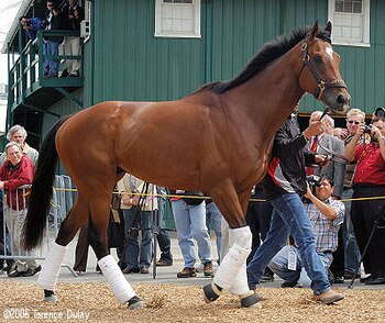 Barbaro-preak-fri_display_image