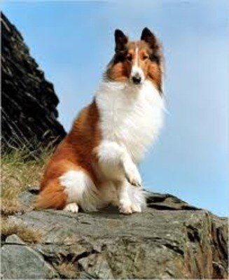 Lassie_display_image