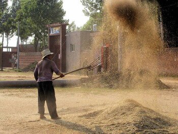 Agri-wheat-winnowing_display_image