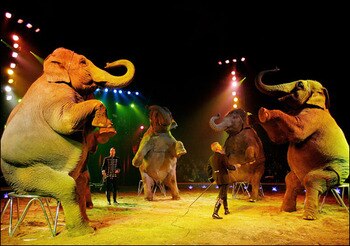 Circus_11_display_image