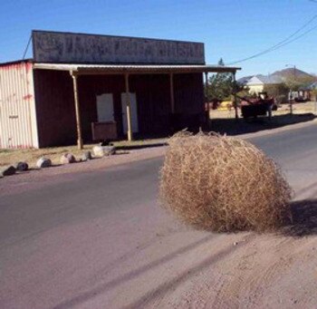 Tumbleweed_display_image