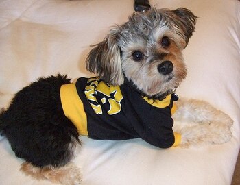 Iowadog3_display_image