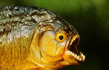 Piranha_display_image