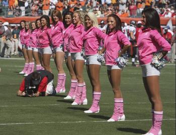 Bengals_display_image