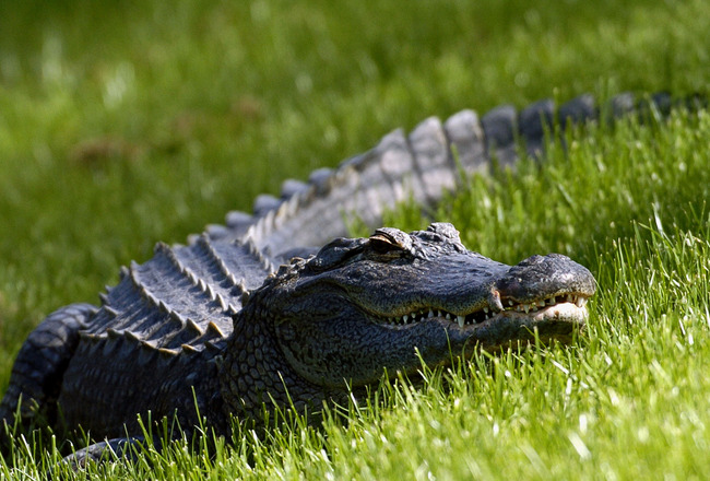 A Florida alligator watches the action  from the ninth fairway   during  third-round play  at the PGA Tour's Players Championship March 27, 2004. (Photo by Al Messerschmidt/WireImage) *** Local Caption ***
