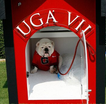 ATHENS - AUGUST 30:  The University of Georgia's new mascot, UGA VII, sits in his doghouse during the game between the Georgia Bulldogs and the Georgia Southern Eagles at Sanford Stadium on August 30, 2008 in Athens, Georgia.  The Bulldogs beat the Eagles