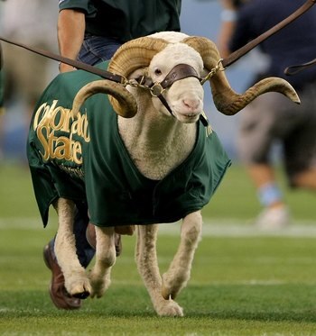 DENVER - AUGUST 31:  The Colorado State University Rams CAM the Ram is escorted onto the field prior to facing the University of Colorado Buffaloes at Invesco Field at Mile High on August 31, 2008 in Denver, Colorado. Colorado defeated Colorado State 38-1