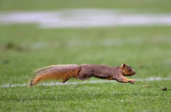 DENVER - NOVEMBER 19:  A squirrel darts onto the field as the Denver Broncos defeated the Tennessee Titans 34-20 at Invesco Field at Mile High November 19, 2007 in Denver, Colorado.  (Photo by Doug Pensinger/Getty Images)