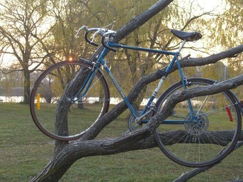 Bikeintreealt_display_image