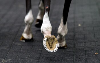 CHICHESTER, ENGLAND - AUGUST 30: A horse in the pre parade ring at Goodwood racecourse on August 30, 2011 in Chichester, England. (Photo by Alan Crowhurst/Getty Images)