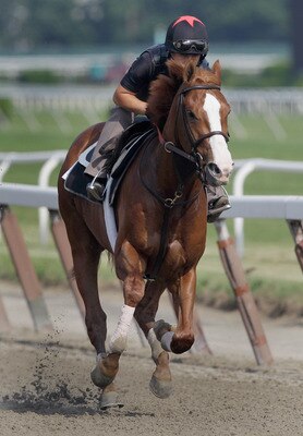 ELMONT, NY - JUNE 10:  Exercise rider Faustino Aguilar takes Shackleford for a morning training session in preparation for the 143rd running of The Belmont Stakes at Belmont Park on June 10, 2011 in Elmont, New York.  (Photo by Rob Carr/Getty Images)