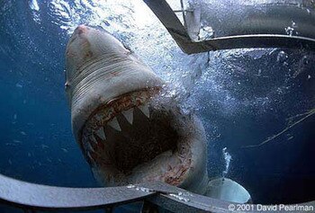 Sharkdiving_display_image