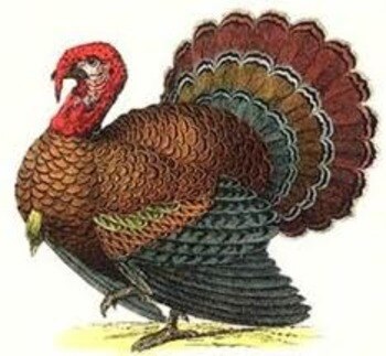 Turkey_display_image