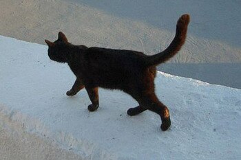 Bad luck, good luck, no luck... annoying animal which digs up your garden... take your pick.