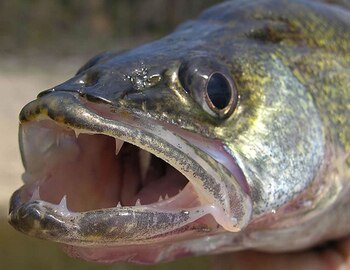 Taken from: http://www.fastactionfishing.com/wp-content/uploads/2009/03/WalleyeFace-large.jpg