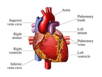 Heartdiagram_display_image