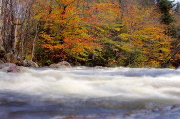 NORTH CONWAY, NH - OCTOBER 17: Trees sport colorful leaves as a river flows past October 17, 2005 near North Conway, New Hampshire. The fall foliage season has gotten off to a slow start with the trees being still green in many spots and in others the lea