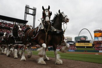 ST. LOUIS, MISSOURI - APRIL 6: The Budweiser Clydesdales make their way around Busch Stadium prior to the St. Louis Cardinals playing against the Pittsburgh Pirates during opening day at Busch Stadium April 6, 2009 in St. Louis, Missouri.  (Photo by Dilip