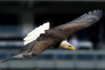 NEW YORK - APRIL 04:  Challenger the American bald Eagle lands on the pitches mound prior to the start of  the game between the  New York Yankees and the Chicago Cubs on April 4, 2009 at Yankee Stadium in the Bronx borough of New York City.  (Photo by Chr