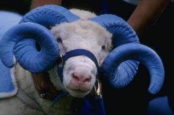 31 Aug 1996:  Rameses, the mascot of the North Carolina Tar Heels, stands on the sideline during the Tar Heels 45-0 victory over the Tigers at Chapel Hill in North Carolina.   Mandatory Credit: Al Bello/Allsport