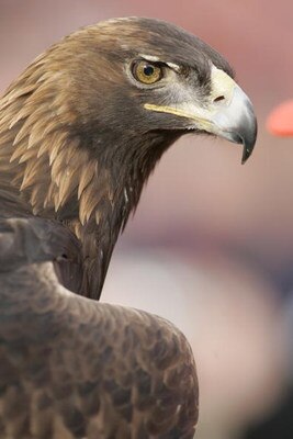 AUBURN, AL - NOVEMBER 19:  The Auburn Tigers mascot War Eagle looks on against the Alabama Crimson Tide at Jordan-Hare Stadium on November 19, 2005 in Auburn, Alabama. Auburn defeated Alabama 28-18.   (Photo by Chris Graythen/Getty Images)