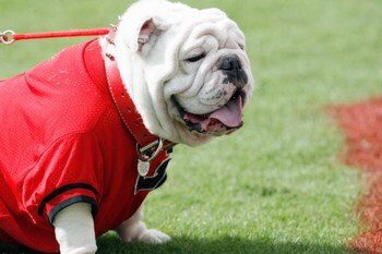 ATHENS, GA - OCTOBER 11:  UGA VII, mascot of the Georgia Bulldogs stands the field during the game against the Tennessee Volunteers at Sanford Stadium on October 11, 2008 in Athens, Georgia.  (Photo by Kevin C. Cox/Getty Images)