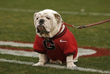 ATHENS, GA - NOVEMBER 29:  Georgia Bulldogs mascot UGA VII sits on the field before the game against the Georgia Tech Yellow Jackets at Sanford Stadium on November 29, 2008 in Athens, Georgia.  The Yellow Jackets defeated the Bulldogs 45-42.  (Photo by Mi