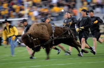 BOULDER, CO - SEPTEMBER 18:  Ralphie V, the Buffalo mascot of the Colorado Buffaloes, made her debut as the team came onto the field to face the West Virginia Mountaineers at Folsom Field on September 18, 2008 in Boulder, Colorado.  (Photo by Doug Pensing