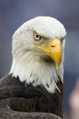 NEW YORK - APRIL 04:  Challenger the American Bald Eagle prior to the game between the New York Yankees and the Chicago Cubs during their game on April 4, 2009 at Yankee Stadium in the Bronx borough of New York City.  (Photo by Nick Laham/Getty Images)