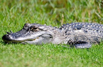 PALM COAST, FL - OCTOBER 30:  An alligator suns on the bank of the 13th hole during the first round of the Ginn sur Mer Classic at the Conservatory Golf Club October 30, 2008 in Palm Coast, Florida.  (Photo by Sam Greenwood/Getty Images)