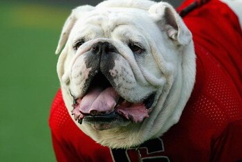 COLUMBIA, SC - SEPTEMBER 11:  Uga VI, mascot of the Georgia Bulldogs watches their game against the South Carolina Gamecocks at Williams-Brice Stadium on September 11, 2004 in Columbia, South Carolina. (Photo by Streeter Lecka/Getty Images)