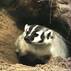 Badger Tracker