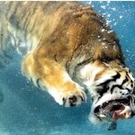 Tigershark