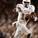 david jackson
