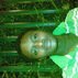 Sani Idris