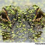 GatorJon