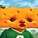 Doug Rogalla