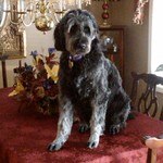 The Arsenal Labradoodle