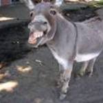 Azz Chapper