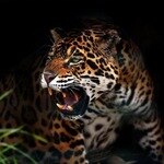 JvilleJag2