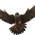 Atlanta Falcon