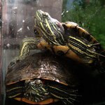Bonds the Turtle