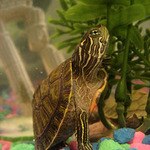 Rice  the Turtle