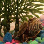 Jordan  the Turtle