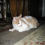 Bobbi