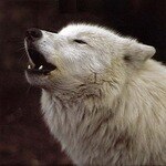 THE LONE WOLF