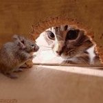 HUDDINI LONGS
