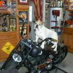 Boris Bulldog