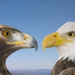 Eagles beak