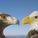 Eagles beak